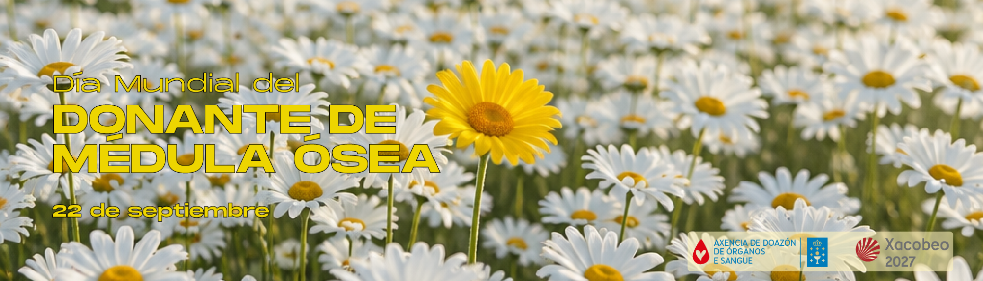 Visor Día mundial do doante de medula ósea 2026