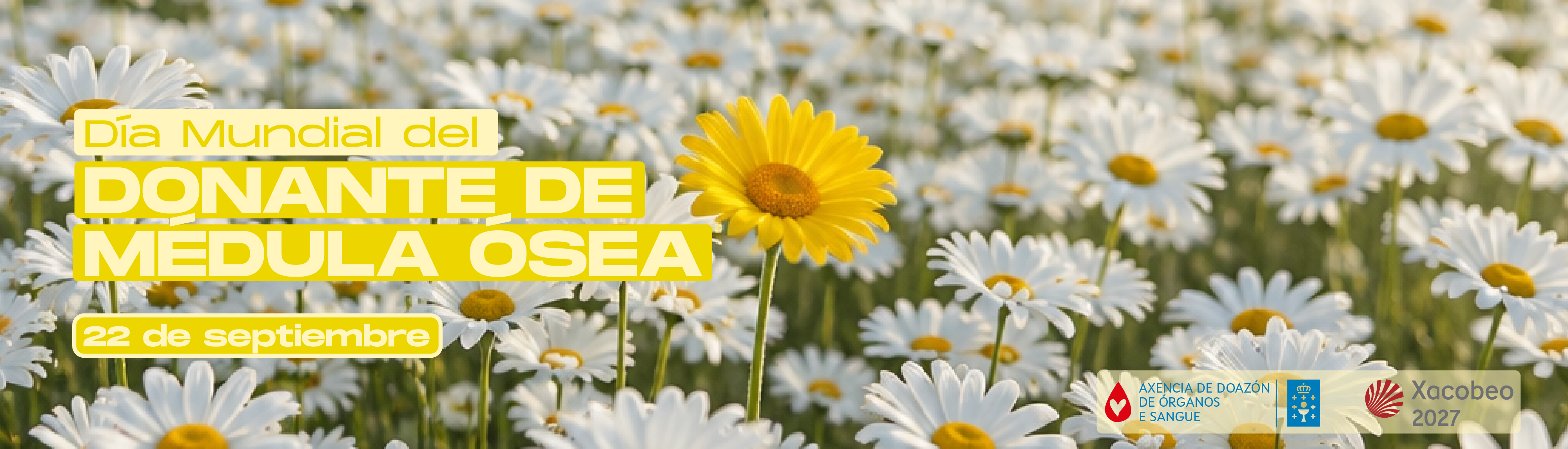 Visor Día mundial del donante de médula osea 2026